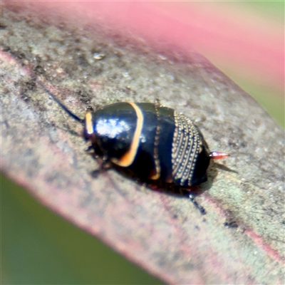 Ellipsidion australe (Austral Ellipsidion cockroach) at Ainslie, ACT - 29 Sep 2025 by Hejor1