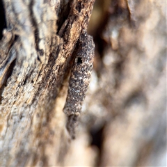 Conoeca or Lepidoscia (genera) IMMATURE (Unidentified Cone Case Moth larva, pupa, or case) at Braddon, ACT - 29 Sep 2025 by Hejor1