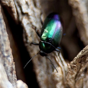 Chalcopteroides sp. (genus) (Rainbow darkling beetle) at Braddon, ACT - 29 Sep 2025 by Hejor1