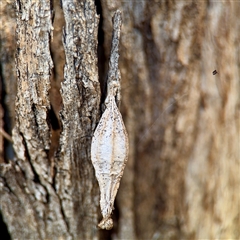 Hyalarcta nigrescens (Ribbed Case Moth) at Ainslie, ACT - 29 Sep 2025 by Hejor1