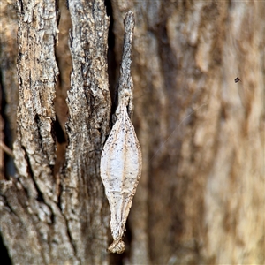 Hyalarcta nigrescens (Ribbed Case Moth) at Ainslie, ACT - 29 Sep 2025 by Hejor1