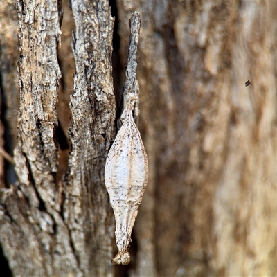 Hyalarcta nigrescens (Ribbed Case Moth) at Ainslie, ACT - 29 Sep 2025 by Hejor1