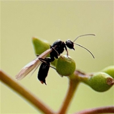 Formicidae (family) (Unidentified ant) at Ainslie, ACT - 29 Sep 2025 by Hejor1