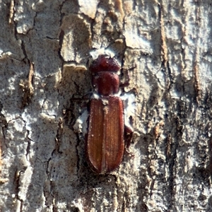Platisus sp. (genus) (Flat bark beetle) at Ainslie, ACT - 29 Sep 2025 by Hejor1