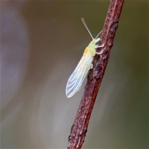 Psyllidae sp. (family) (Unidentified psyllid or lerp insect) at Braddon, ACT - 29 Sep 2025 by Hejor1
