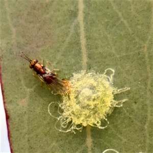 Glycaspis sp. (genus) (Unidentified sugary lerp) at Ainslie, ACT - 29 Sep 2025 by Hejor1