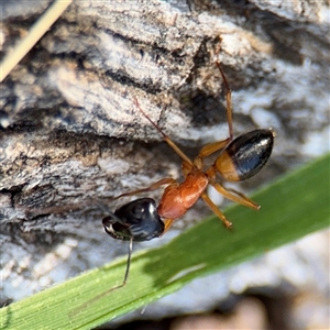 Camponotus consobrinus (Banded sugar ant) at Ainslie, ACT - 29 Sep 2025 by Hejor1