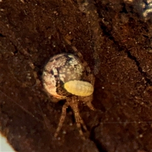 Cryptachaea veruculata (Diamondback comb-footed spider) at Ainslie, ACT - 29 Sep 2025 by Hejor1