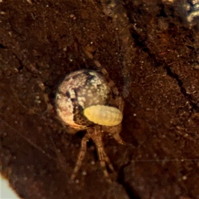 Diptera endoparasites (Fly internal parasites of invertebrates) at Ainslie, ACT - 29 Sep 2025 by Hejor1