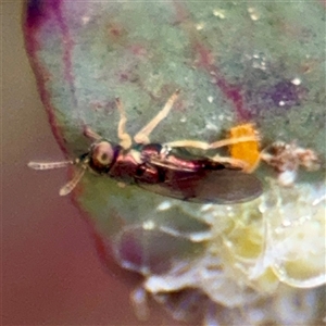 Psyllaephagus sp. (genus) (A psyllid parasitic wasp) at Braddon, ACT - 29 Sep 2025 by Hejor1