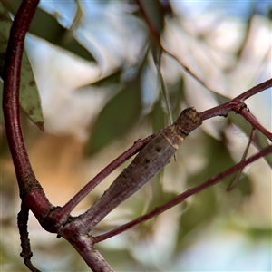 Apiomorpha sp. (genus) (A gall forming scale) at Braddon, ACT - 29 Sep 2025 by Hejor1
