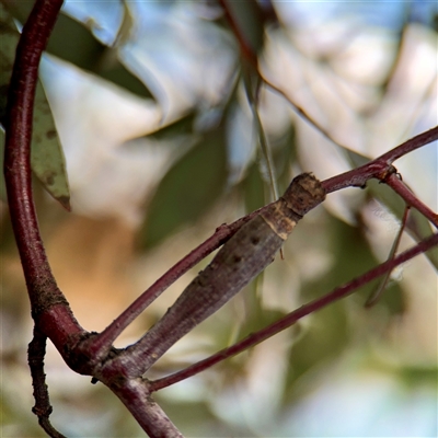 Apiomorpha sp. (genus) (A gall forming scale) at Braddon, ACT - 29 Sep 2025 by Hejor1