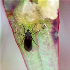 Sciaridae sp. (family) (Black fungus gnat) at Braddon, ACT - 29 Sep 2025 by Hejor1