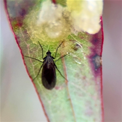 Sciaridae sp. (family) (Black fungus gnat) at Braddon, ACT - 29 Sep 2025 by Hejor1