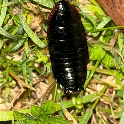 Unverified Cockroach (Blattodea, several families) at  - suppressed by LisaH