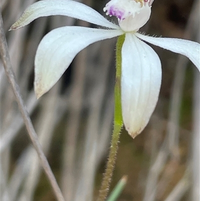 Caladenia ustulata (Brown Caps) at Acton, ACT - 28 Sep 2025 by Clarel