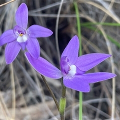 Glossodia major (Wax Lip Orchid) at Acton, ACT - 28 Sep 2025 by Clarel