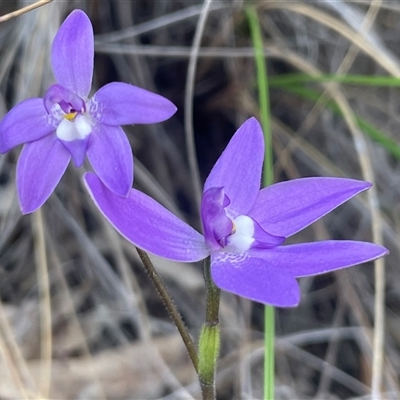 Glossodia major (Wax Lip Orchid) at Acton, ACT - 28 Sep 2025 by Clarel