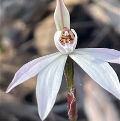 Caladenia carnea at Acton, ACT - 28 Sep 2025 by Clarel