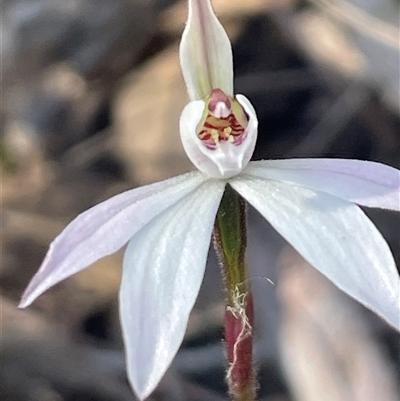 Caladenia carnea at Acton, ACT - 28 Sep 2025 by Clarel