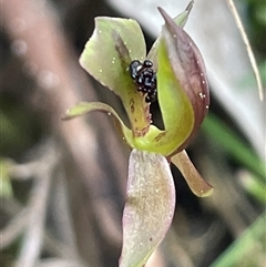 Chiloglottis trapeziformis (Diamond Ant Orchid) at Acton, ACT - 28 Sep 2025 by Clarel