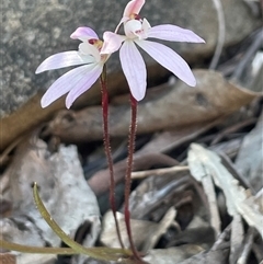 Caladenia fuscata (Dusky Fingers) at Acton, ACT - 28 Sep 2025 by Clarel