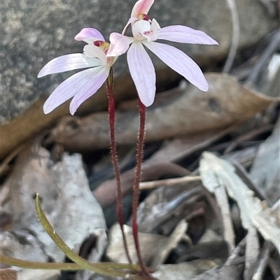 Caladenia fuscata (Dusky Fingers) at Acton, ACT - 28 Sep 2025 by Clarel