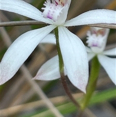 Caladenia ustulata (Brown Caps) at Acton, ACT - 28 Sep 2025 by Clarel