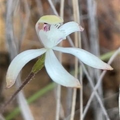 Caladenia ustulata at Acton, ACT - suppressed