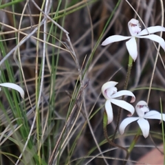 Caladenia ustulata at Acton, ACT - suppressed