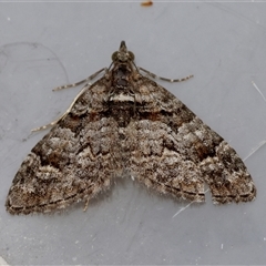 Phrissogonus laticostata (Apple looper moth) at Moruya, NSW - 29 Sep 2025 by LisaH