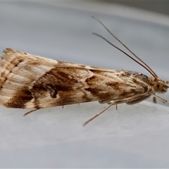 Hellula hydralis (Cabbage Centre Moth) at Moruya, NSW - 29 Sep 2025 by LisaH