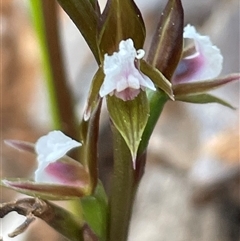 Paraprasophyllum brevilabre (Short-lip Leek Orchid) at Acton, ACT - 28 Sep 2025 by Clarel