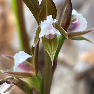 Paraprasophyllum brevilabre (Short-lip Leek Orchid) at Acton, ACT - 28 Sep 2025 by Clarel