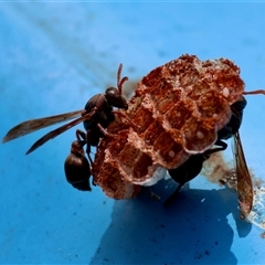Polistes sp. (genus) (Unidentified paper wasp) by LisaH