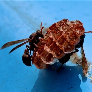 Polistes sp. (genus) (Unidentified paper wasp) by LisaH