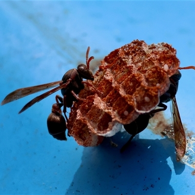 Polistes sp. (genus) (Unidentified paper wasp) at  - suppressed by LisaH