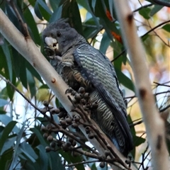 Callocephalon fimbriatum (Gang-gang Cockatoo) at Moruya, NSW - 29 Sep 2025 by LisaH