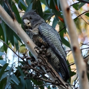 Callocephalon fimbriatum (Gang-gang Cockatoo) at Moruya, NSW - 29 Sep 2025 by LisaH