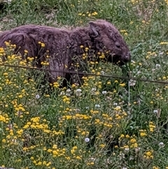 Vombatus ursinus (Bare-nosed Wombat, Common wombat) at Yellow Rock Ridge, NSW - 29 Sep 2025 by bereccad