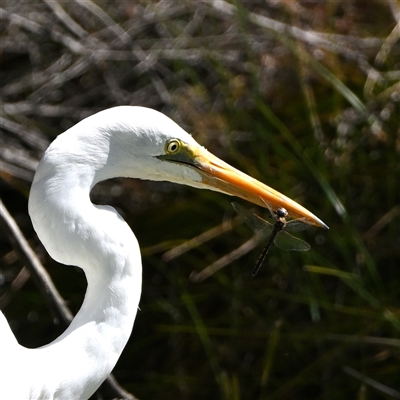 Ardea alba (Great Egret) at Wentworth Falls, NSW - 19 Sep 2025 by davidcunninghamwildlife
