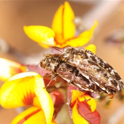 Ethonion reichei (A jewel beetle) at Karabar, NSW - 29 Sep 2025 by Harrisi