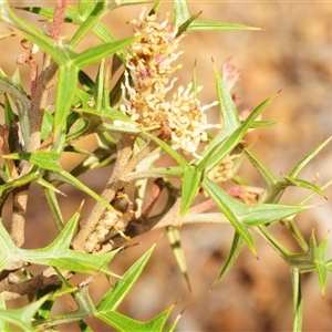 Grevillea ramosissima subsp. ramosissima at Jerrabomberra, NSW - 29 Sep 2025 by Harrisi