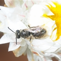 Lasioglossum (Chilalictus) sp. (genus & subgenus) at Karabar, NSW - 29 Sep 2025 by Harrisi