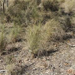 Rytidosperma pallidum (Red-anther Wallaby Grass) at Pialligo, ACT - 26 Oct 2024 by MichaelBedingfield