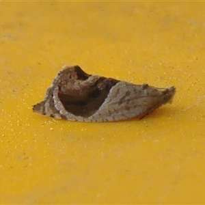 Acroceuthes metaxanthana (Dog-faced Bell Moth) at Braemar, NSW - 29 Sep 2025 by Curiosity