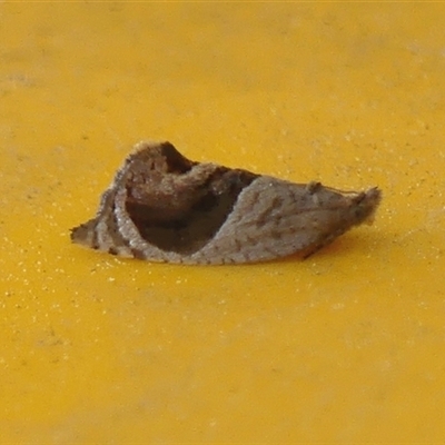 Acroceuthes metaxanthana (Dog-faced Bell Moth) at Braemar, NSW - 29 Sep 2025 by Curiosity