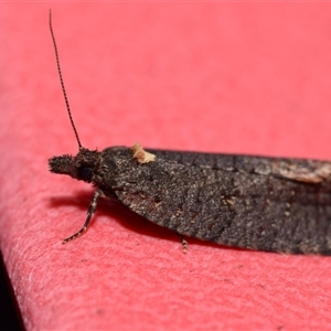 Cryptaspasma sordida by DianneClarke