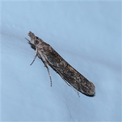 Crocydopora cinigerella (A Pyralid moth) at Turner, ACT - 28 Sep 2025 by ConBoekel