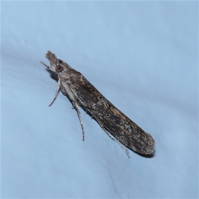 Crocydopora cinigerella (A Pyralid moth) at Turner, ACT - 28 Sep 2025 by ConBoekel